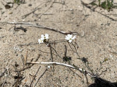 Arabidopsis lyrata, photographed by Kathleen Houlahan Chayer