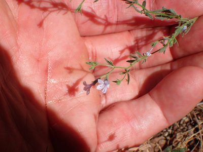 Allophyllum glutinosum, photographed by George Williams