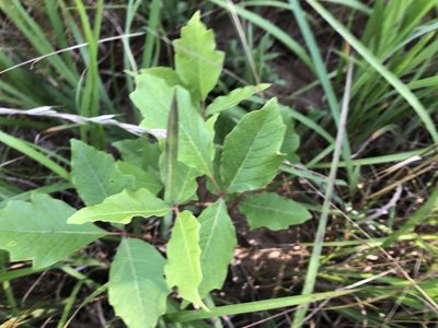 Toxicodendron pubescens, photographed by John Kees