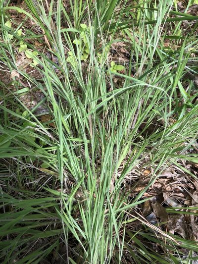 Dichanthelium consanguineum, photographed by John Kees