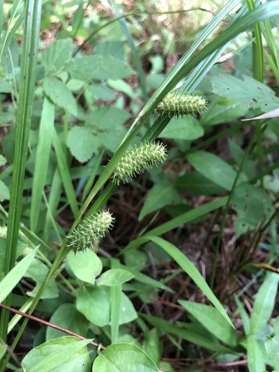 Carex aureolensis, photographed by John Kees
