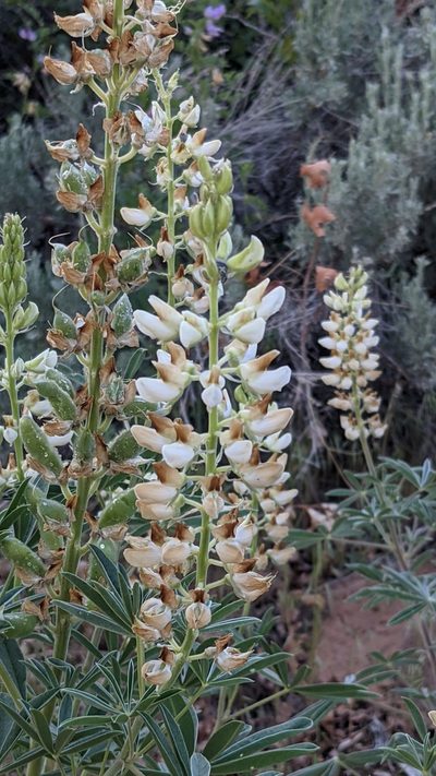 Lupinus barbiger, photographed by Darrin Gobble