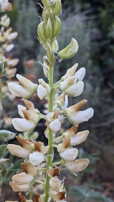 Lupinus barbiger, photographed by Darrin Gobble
