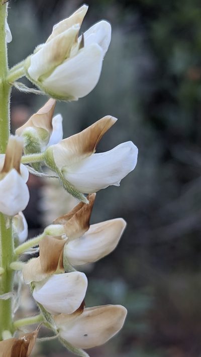 Lupinus barbiger, photographed by Darrin Gobble