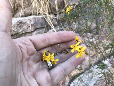 Coreocarpus arizonicus, photographed by CK2AZ