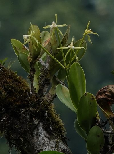 Epidendrum lacustre, photographed by desertnaturalist