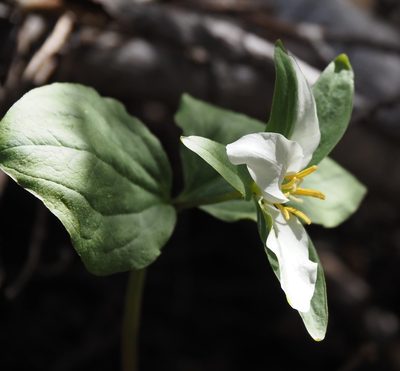 Trillium crassifolium, photographed by Patrick Sowers