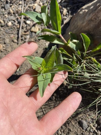 Penstemon platyphyllus, photographed by Grant Chovil