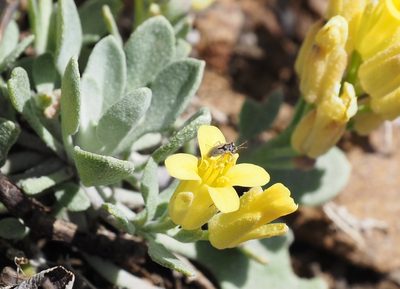 Physaria alpestris, photographed by Patrick Sowers
