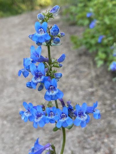 Penstemon wilcoxii, photographed by marek