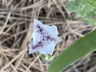 Calochortus elegans, photographed by marek