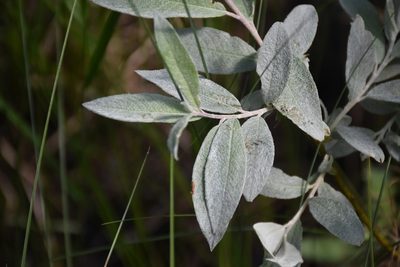 Salix lapponum, photographed by Игорь Васильев