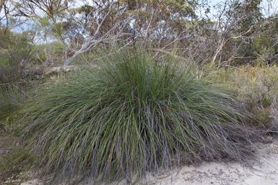 Gahnia deusta, photographed by Kym Nicolson