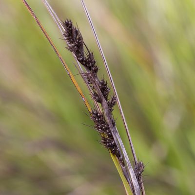 Gahnia deusta, photographed by Kym Nicolson