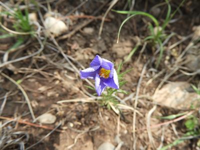 Giliastrum acerosum, photographed by Leticia Jiménez Hernández