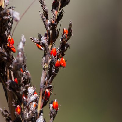 Gahnia sieberiana, photographed by Kym Nicolson