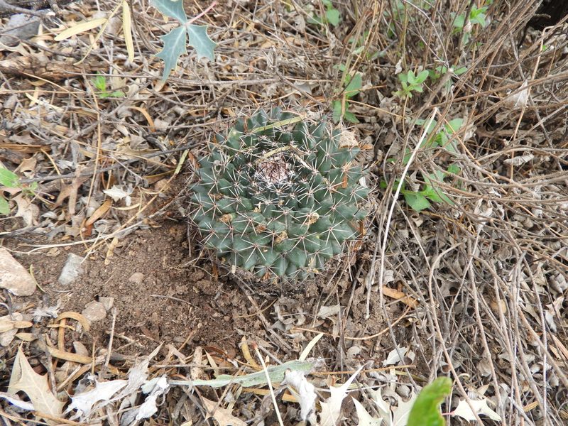 Mammillaria melanocentra, photographed by Leticia Jiménez Hernández