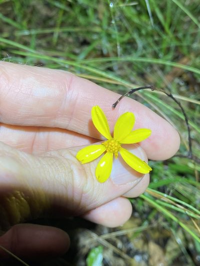 Apowollastonia spilanthoides, photographed by Greg Tasney