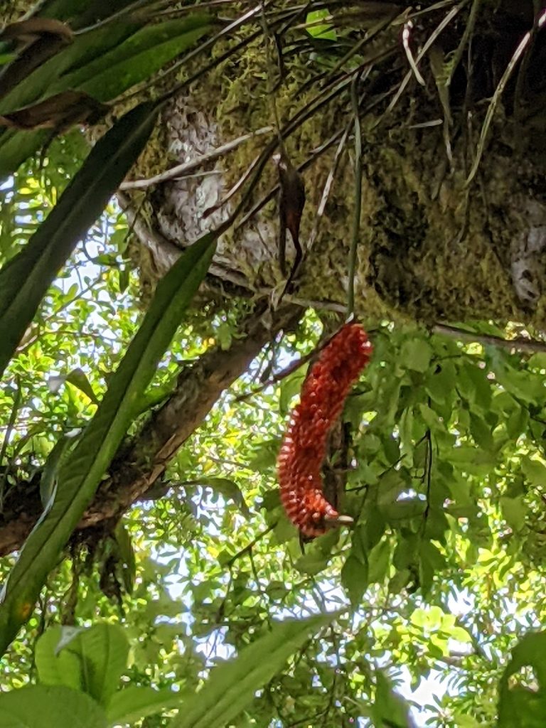 Anthurium protensum, photographed by Jake Rehage