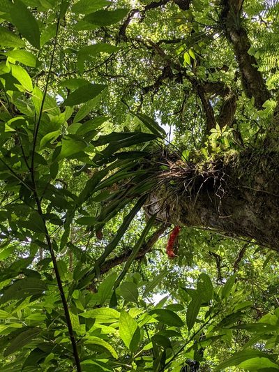 Anthurium protensum, photographed by Jake Rehage