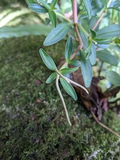Peperomia olivacea, photographed by Jake Rehage