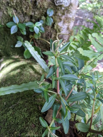Peperomia olivacea, photographed by Jake Rehage