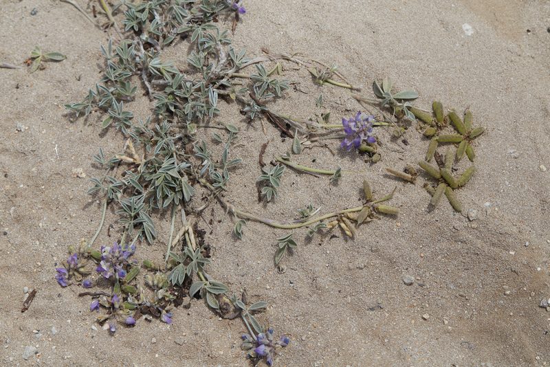 Lupinus tidestromii, photographed by Ken-ichi Ueda
