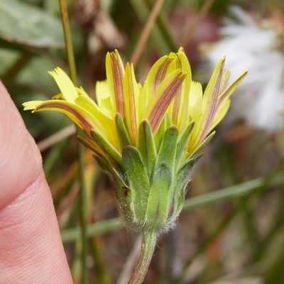 Agoseris apargioides, photographed by Ken-ichi Ueda