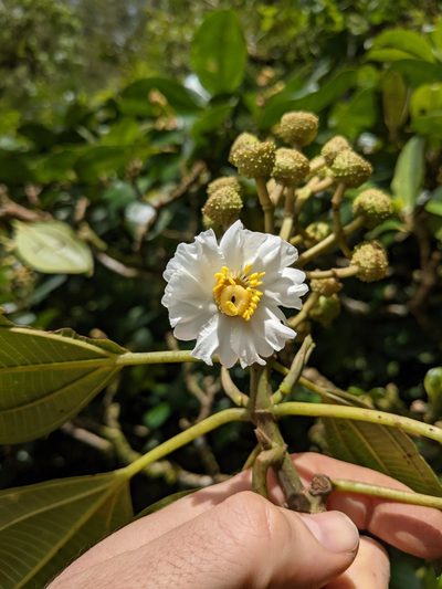 Miconia conomacrantha, photographed by Jake Rehage