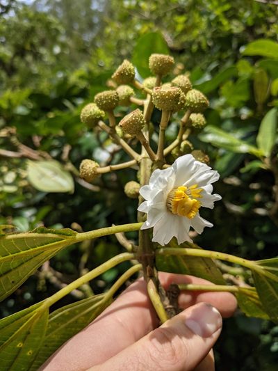 Miconia conomacrantha, photographed by Jake Rehage