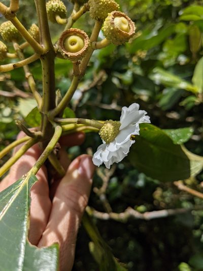 Miconia conomacrantha, photographed by Jake Rehage