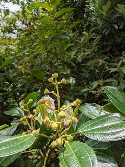 Miconia conomacrantha, photographed by Jake Rehage