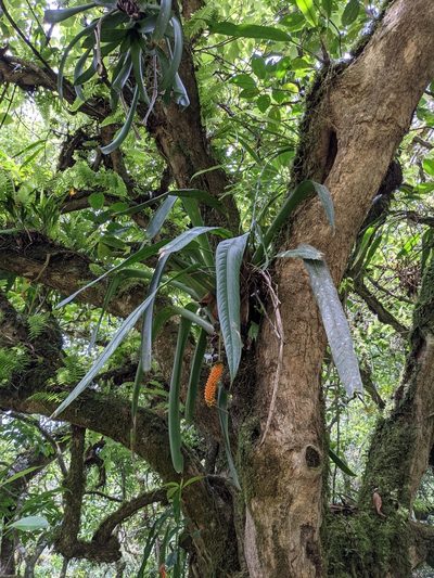 Anthurium protensum, photographed by Jake Rehage