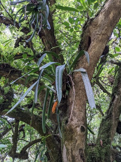 Anthurium protensum, photographed by Jake Rehage