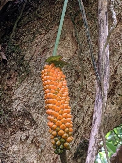 Anthurium protensum, photographed by Jake Rehage