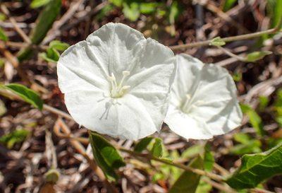 Stylisma villosa, photographed by naokitakebayashi