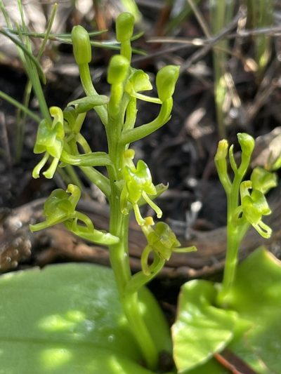 Liparis capensis, photographed by Sean Privett