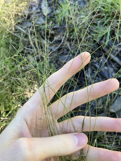 Aristida vagans, photographed by Thomas Mesaglio