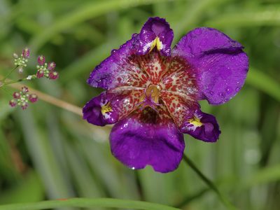 Alophia drummondii, photographed by Michelle W. （鍾偉瑋）