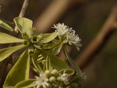 Symphorema involucratum, photographed by Dinesh Valke
