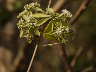 Symphorema involucratum, photographed by Dinesh Valke