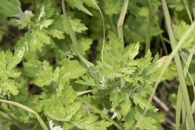 Artemisia indica, photographed by Licheng Shih