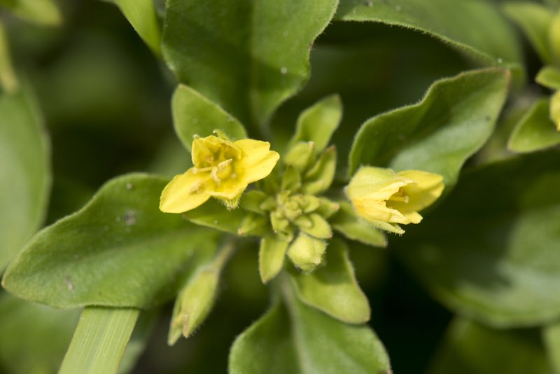 Lysimachia remota, photographed by Licheng Shih