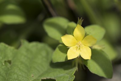 Lysimachia remota, photographed by Licheng Shih