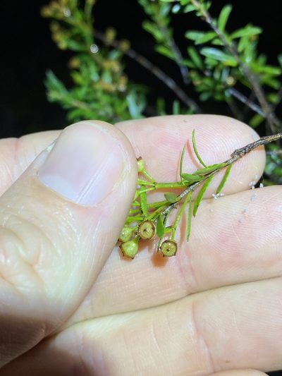 Sannantha similis, photographed by Greg Tasney