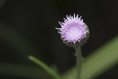 Cirsium lineare, photographed by Licheng Shih