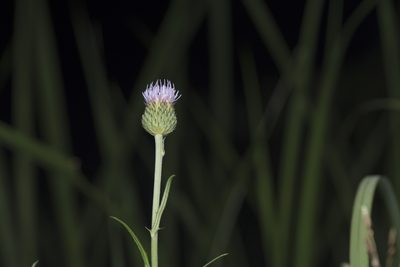 Cirsium lineare, photographed by Licheng Shih