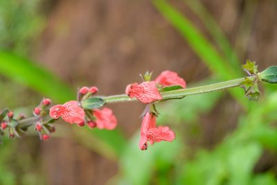 Stachys coccinea, photographed by Saban-Sequén, E.A.