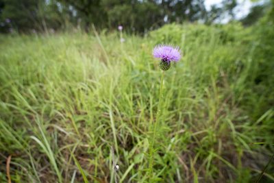 Cirsium lineare, photographed by Licheng Shih