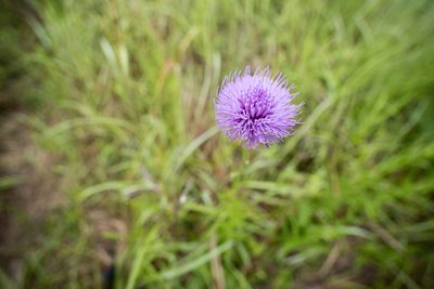 Cirsium lineare, photographed by Licheng Shih